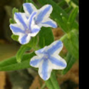 Meet your Posher, Saphire